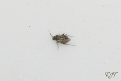 Heteroptera