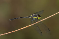 Agrionoptera longitudinalis biserialis