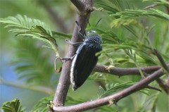 Sternocera orissa variabilis