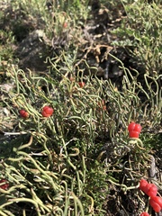 Ephedra dahurica