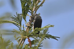 Sternocera orissa variabilis