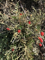 Ephedra dahurica