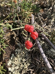 Ephedra dahurica