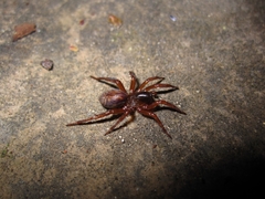 Lachesana