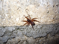 Lachesana