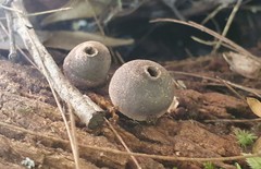 Lycoperdon subincarnatum