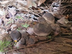 Lycoperdon subincarnatum