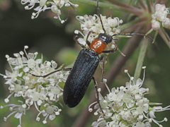 Anogcodes fulvicollis