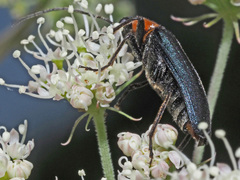 Anogcodes fulvicollis