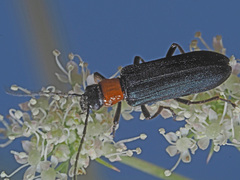 Anogcodes fulvicollis