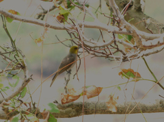 Pycnonotus xantholaemus