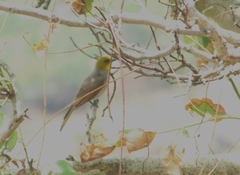 Pycnonotus xantholaemus