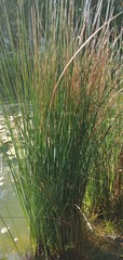 Cyperus malaccensis monophyllus