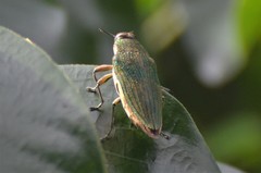 Evides pubiventris