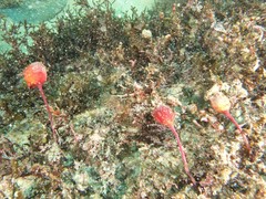 Pyuridae