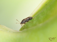 Heteroptera
