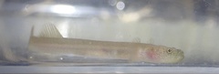 Luciogobius ryukyuensis