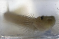 Luciogobius ryukyuensis