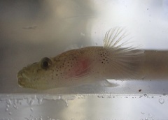 Luciogobius ryukyuensis