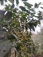 Viburnum hartwegii