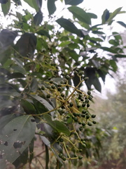 Viburnum hartwegii