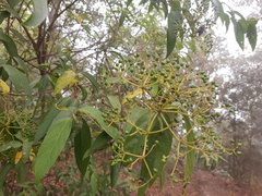 Viburnum hartwegii