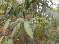 Viburnum hartwegii