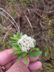 Ceanothus herbaceus