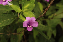 Barleria prattensis