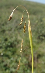 Carex krausei