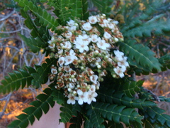 Lyonothamnus floribundus