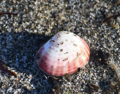 Semele rubropicta
