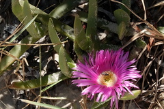 Carpobrotus glaucescens