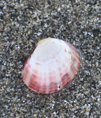 Semele rubropicta