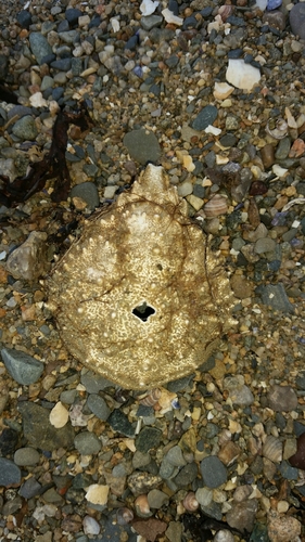 Libinia emarginata