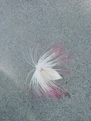 Barringtonia asiatica