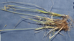 Carex krausei
