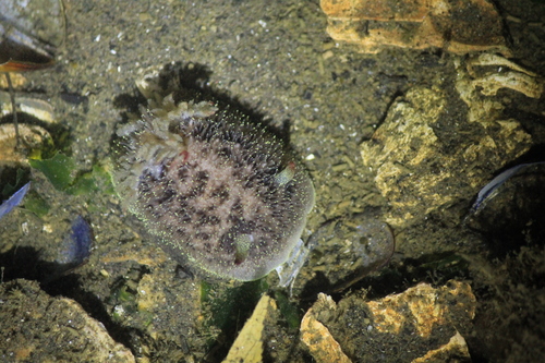 Nanaimo Dorid