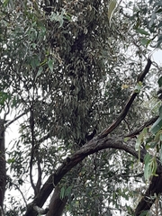 Muellerina eucalyptoides