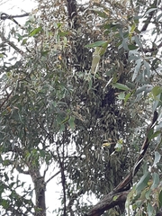 Muellerina eucalyptoides