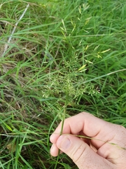 Poa imbecilla