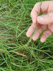 Poa imbecilla