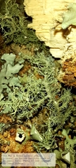 Usnea cirrosa