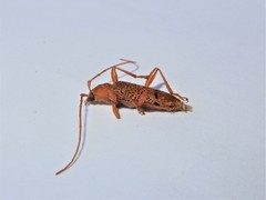 Xuthodes punctipennis