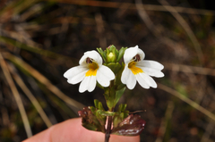 Euphrasia laingii