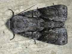 Turnerinycta phaeocosma