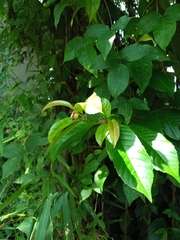 Tetracera indica
