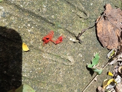 Tetracera indica