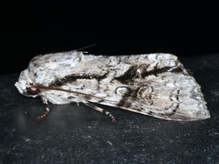 Turnerinycta phaeocosma