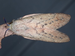 Entometa apicalis